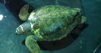 Yaralı Caretta Caretta Tedavi Altına Alındı