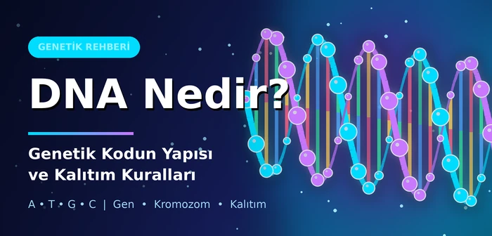 DNA Nedir? Genetik Kodun Yapısı ve Kalıtım Kuralları